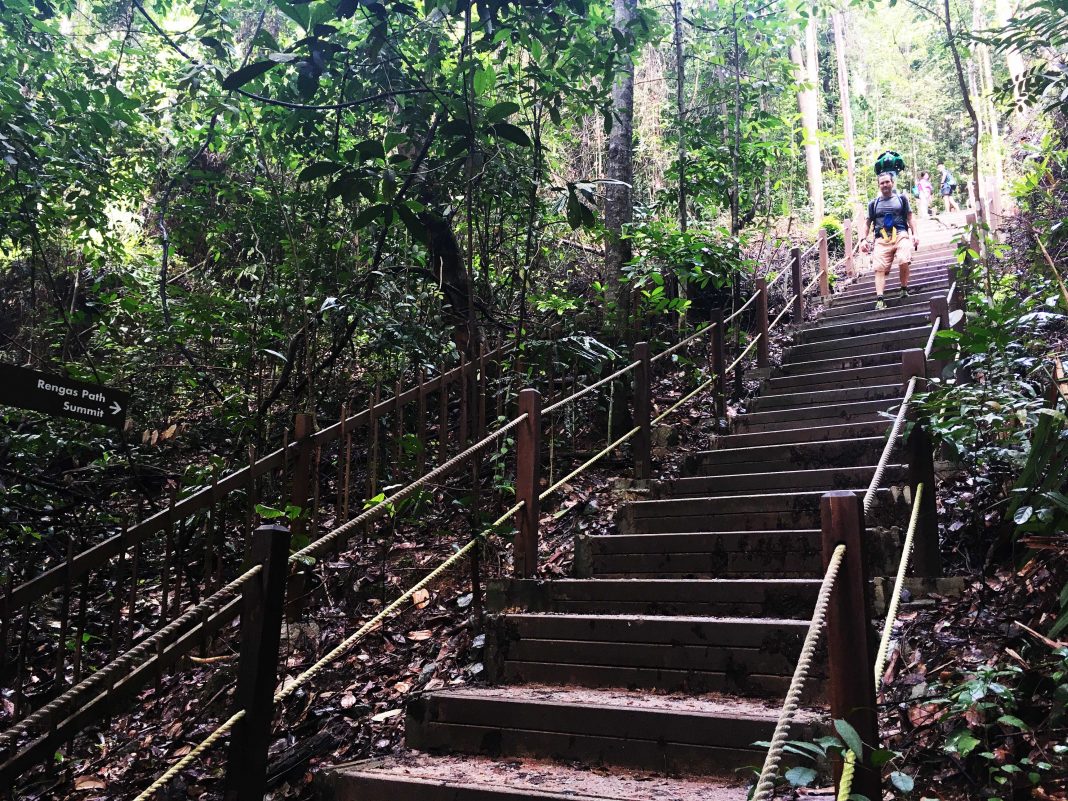 Bukit Timah Nature Reserve 5 Things To Do Justrunlah